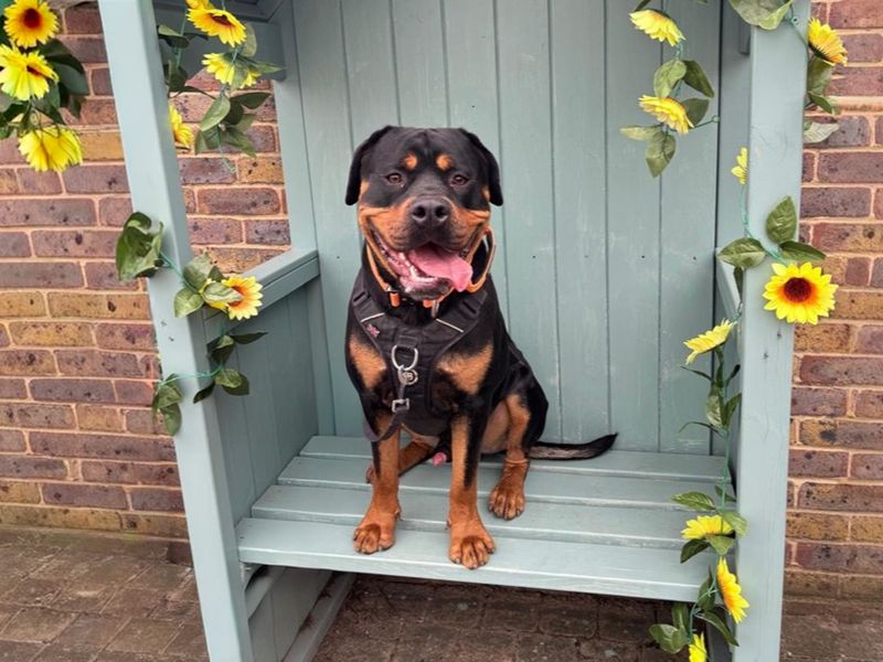 undefined | Rottweiler Cross | undefined - 4