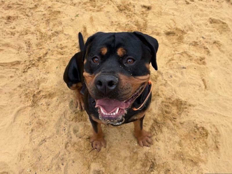 undefined | Rottweiler Cross | undefined - 2