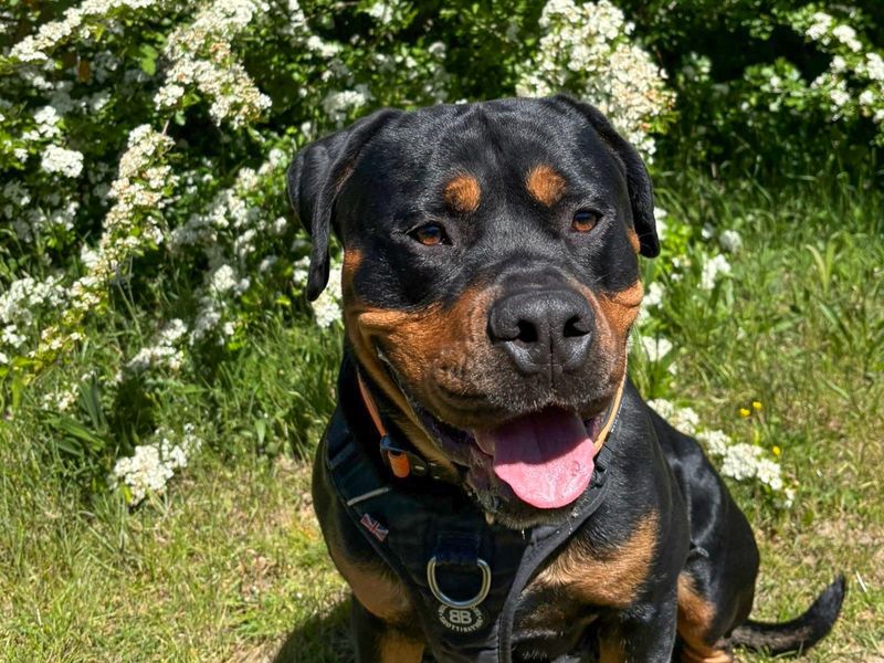 undefined | Rottweiler Cross | undefined - 7