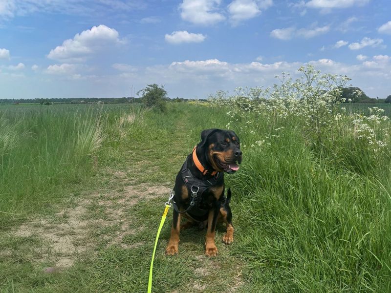 undefined | Rottweiler Cross | undefined - 8