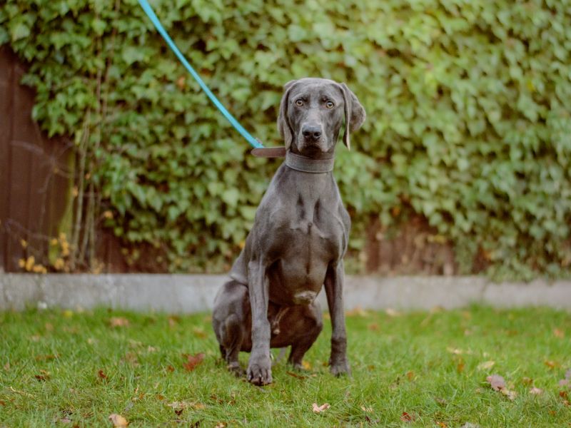 Axel | Weimaraner | Kenilworth (West Midlands) - 1