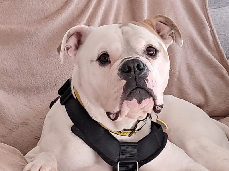 Boxer for adoption in Newbury, Berks – 5 years old