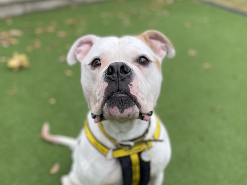 Boxer for adoption in Newbury, Berkshire – 5 years old - Image 2 of 2