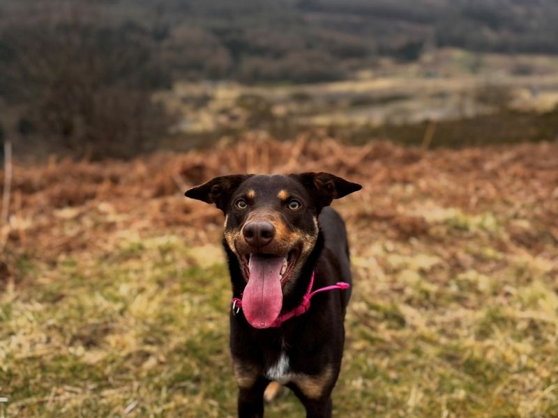 Bella, a 4 years old female Crossbreed available for adoption from Dogs Trust in Bridgend, Wales