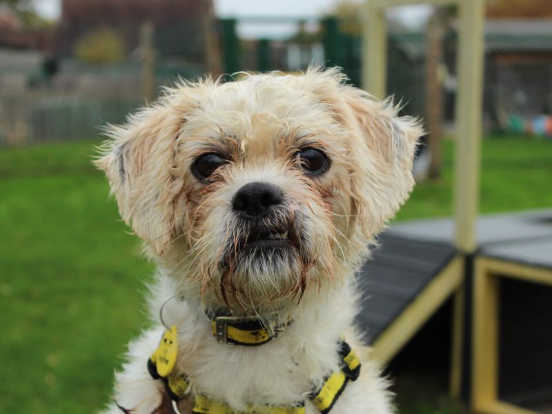 Shih Tzu for adoption in Newbury, Berks – 5 years old - Image 2 of 4