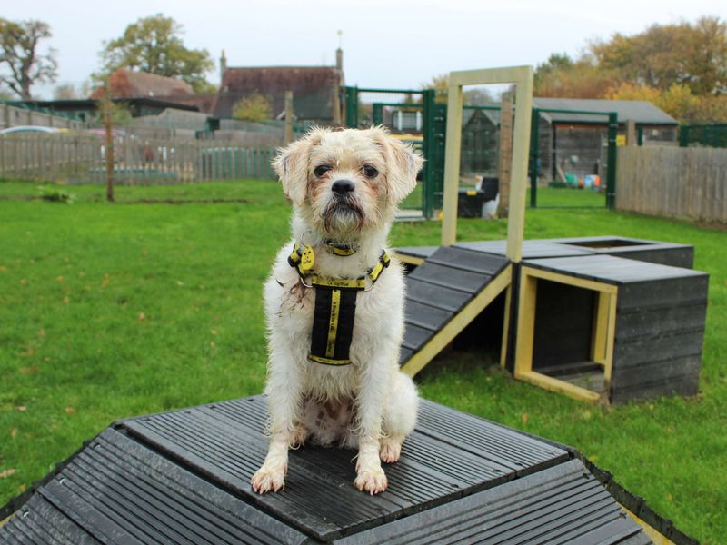 Shih Tzu for adoption in Newbury, Berks – 5 years old - Image 4 of 4