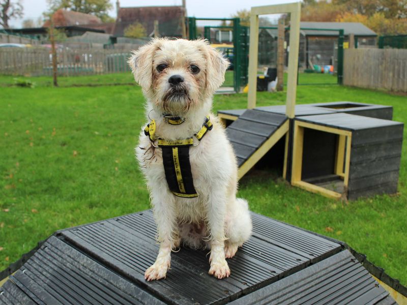 Shih Tzu for adoption in Newbury, Berks – 5 years old - Image 3 of 4