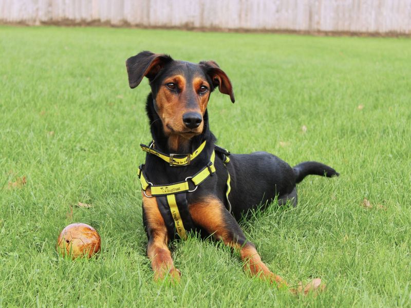 Doberman for adoption in Newbury, Berkshire – 1 year old - Image 5 of 6