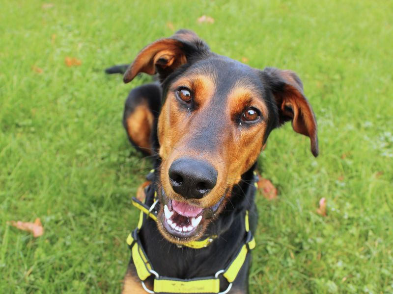 Doberman for adoption in Newbury, Berkshire – 1 year old - Image 4 of 6