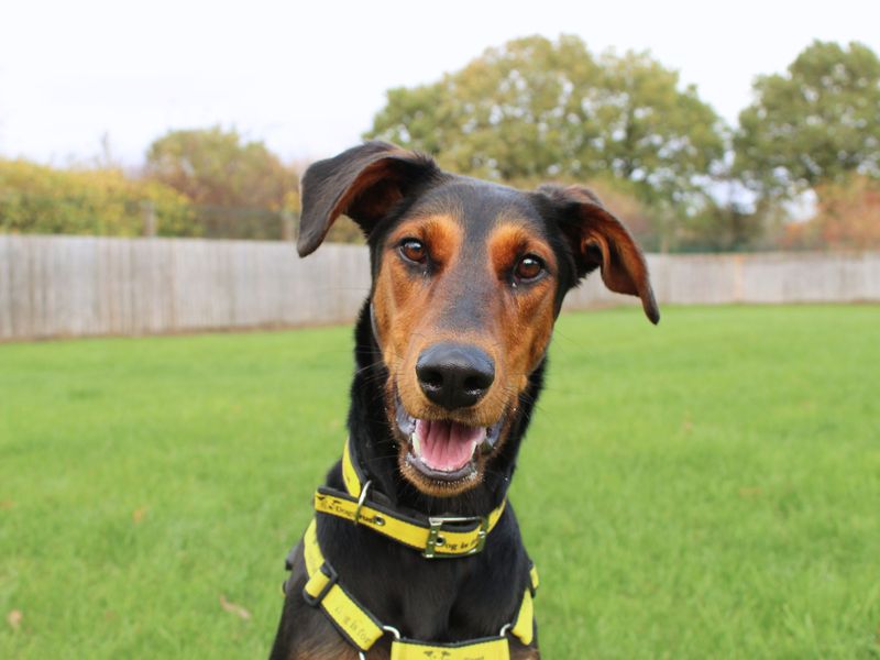 Doberman for adoption in Newbury, Berkshire – 1 year old - Image 2 of 6