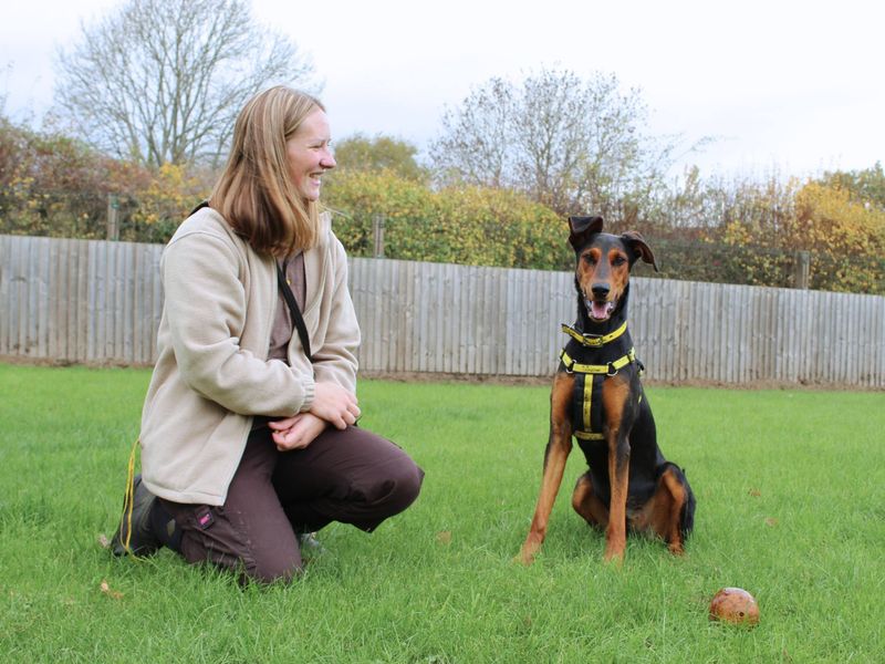 Doberman for adoption in Newbury, Berkshire – 1 year old - Image 6 of 6