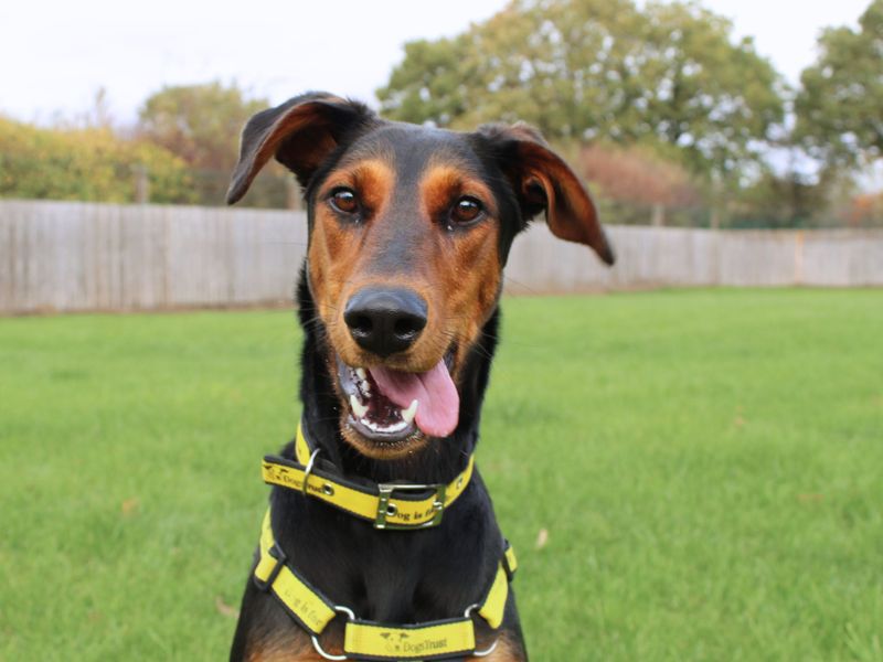 Doberman for adoption in Newbury, Berks – 1 year old