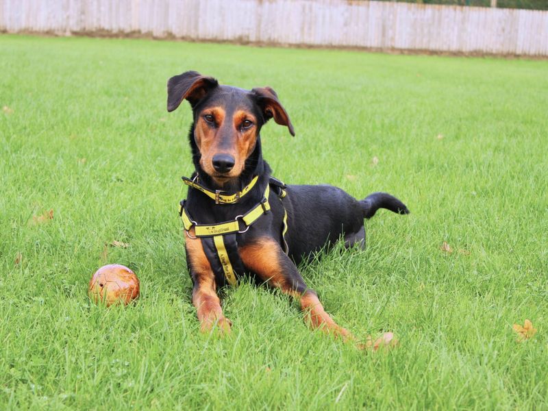 Doberman for adoption in Newbury, Berkshire – 1 year old - Image 3 of 6