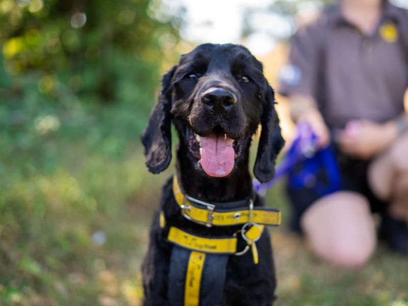 Charlie | Spaniel (Cocker) | Newbury (Berkshire) - 5