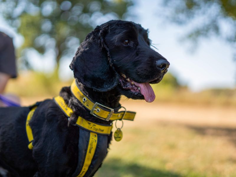 Charlie | Spaniel (Cocker) | Newbury (Berkshire) - 4