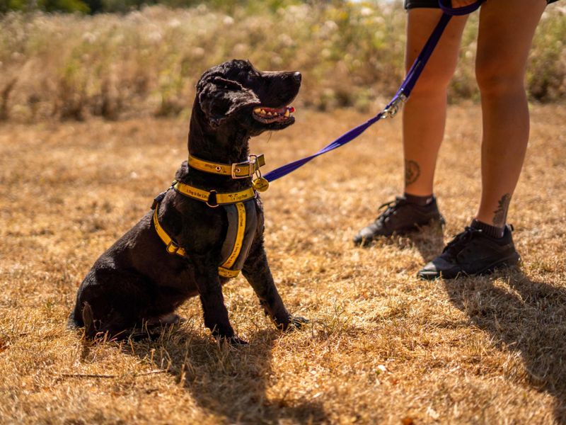 Charlie | Spaniel (Cocker) | Newbury (Berkshire) - 3