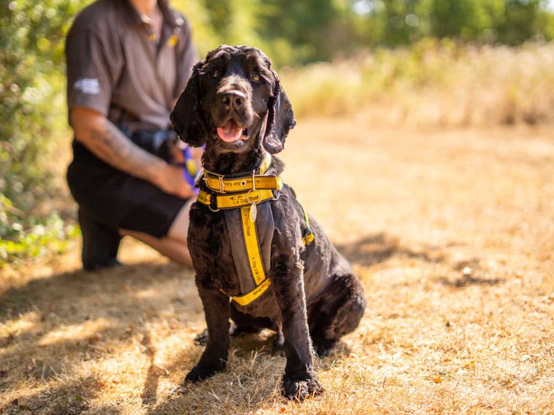 Charlie | Spaniel (Cocker) | Newbury (Berkshire) - 6
