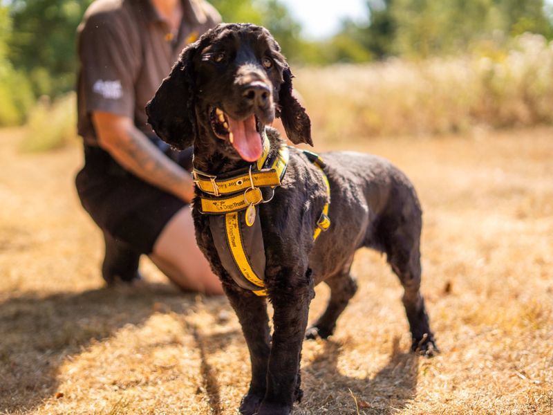 Charlie | Spaniel (Cocker) | Newbury (Berkshire) - 2