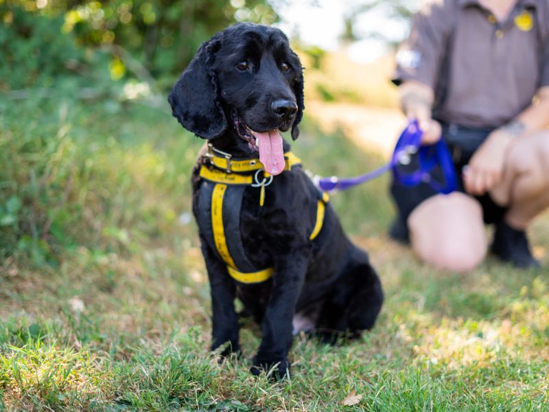 Charlie | Spaniel (Cocker) | Newbury (Berkshire) - 1