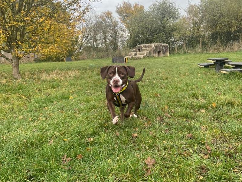 English Bulldog for adoption in Telford, Shropshire – 2 years old