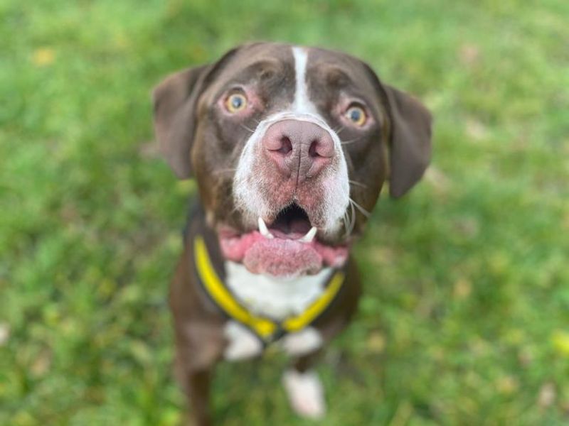 English Bulldog for adoption in Telford, Shropshire – 2 years old - Image 2 of 3