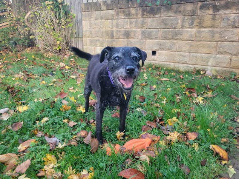 Jet, a 8 years old female Crossbreed available for adoption from Dogs Trust in Leeds