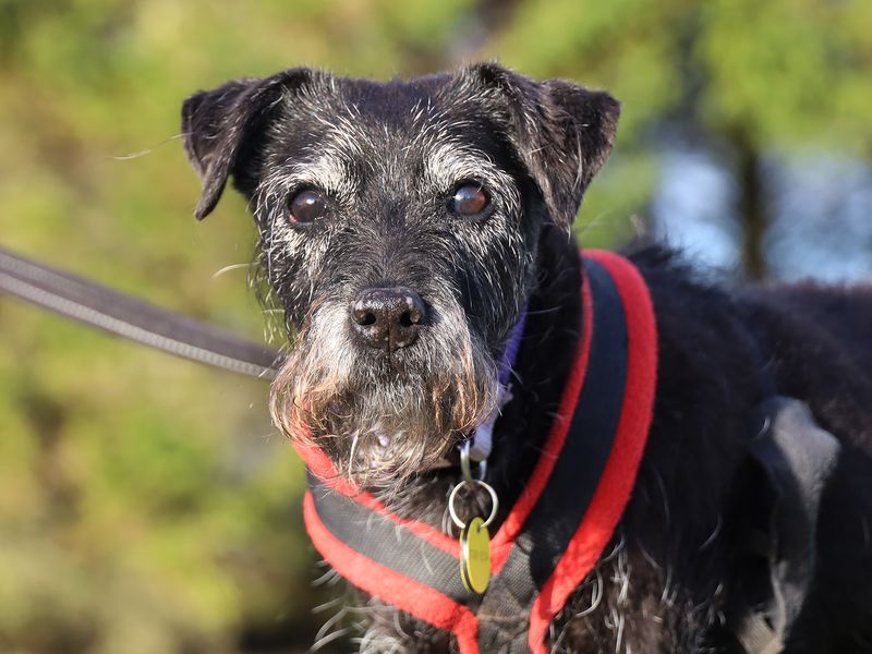 Jet, a 8 years old female Terrier available for adoption from Dogs Trust in Leeds