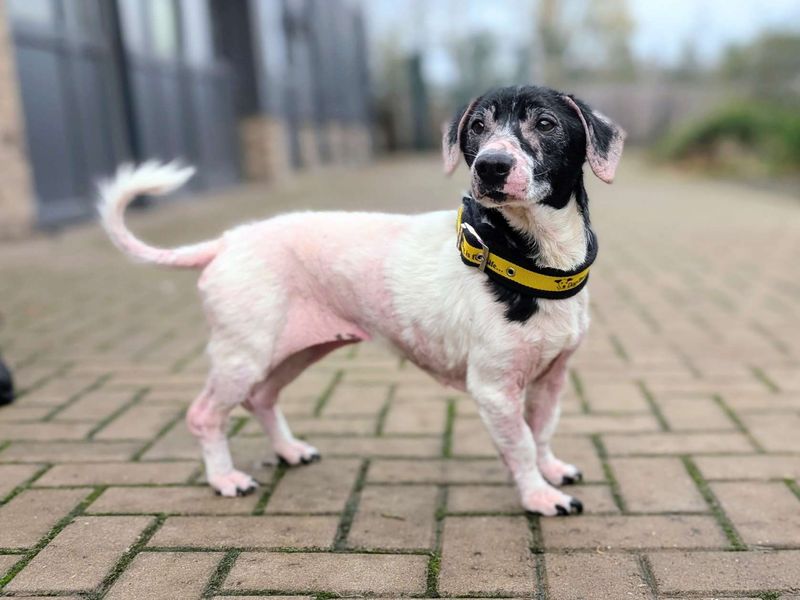 Jack Russell Terrier for adoption in Cardiff, Glamorgan – 12 years old