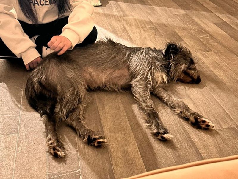 Elsie | Lurcher Cross | Basildon (Essex) - 1