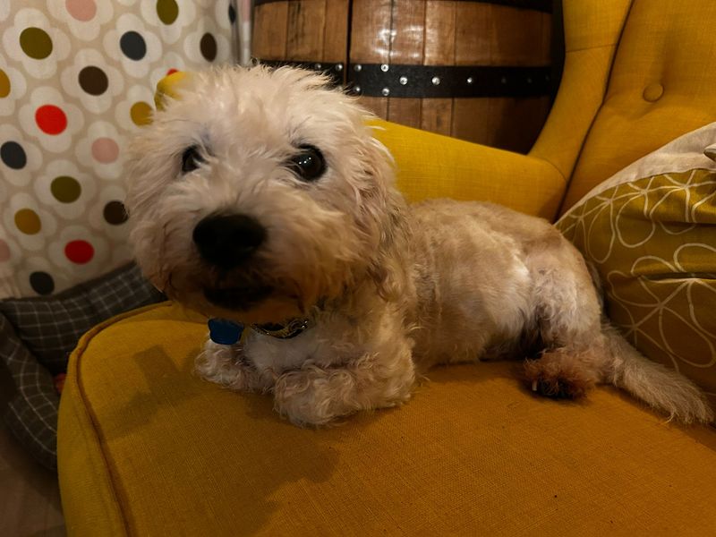 Jack Russell Terrier for adoption in Kenilworth, Warwickshire – 10 years old - Image 2 of 2