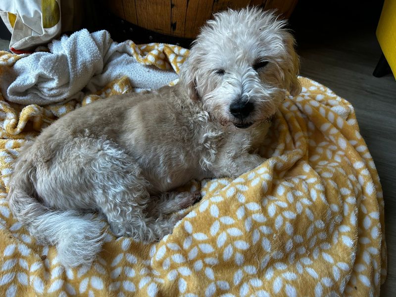 Jack Russell Terrier for adoption in Kenilworth, Warks – 10 years old