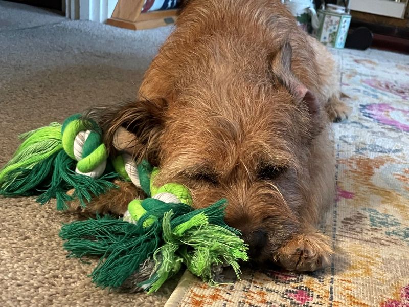 Piggy | Terrier (Border) Cross | Shoreham (Sussex) - 1
