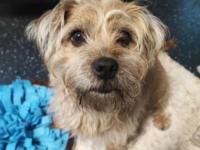 Shih Tzu for adoption in Shoreham-by-Sea, West Sussex – 8 years old - Image 2 of 4