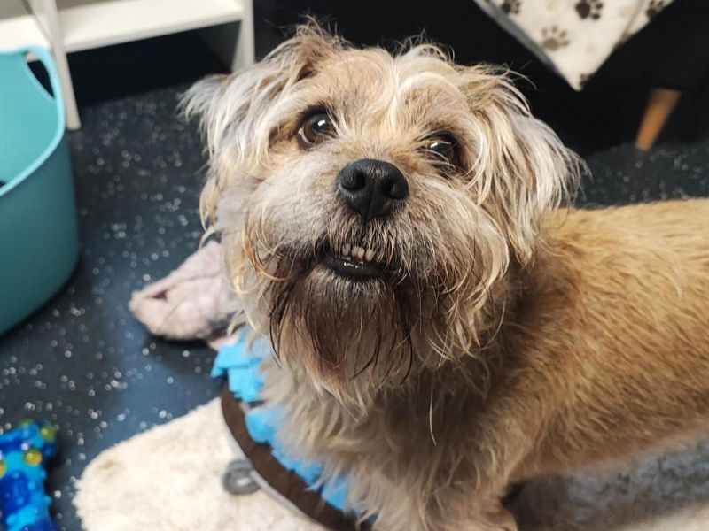 Shih Tzu for adoption in Shoreham-by-Sea, West Sussex – 8 years old - Image 3 of 4