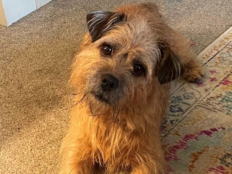 Shih Tzu for adoption in Shoreham-by-Sea, West Sussex – 8 years old - Image 4 of 4