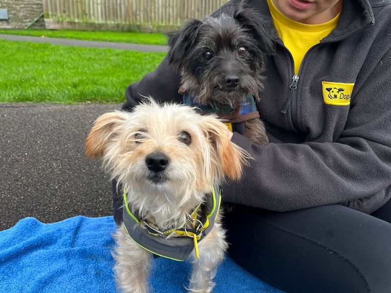 Yorkshire Terrier for adoption in Wales, Somerset – 12 years old - Image 3 of 3