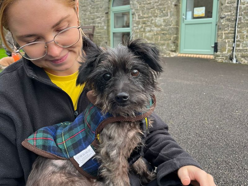 Yorkshire Terrier for adoption in Wales, Somerset – 12 years old - Image 2 of 3