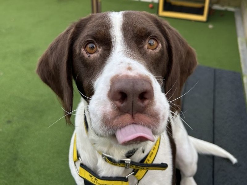 Beagle for adoption in Ballymena, Co Antrim – 4 years old - Image 2 of 2