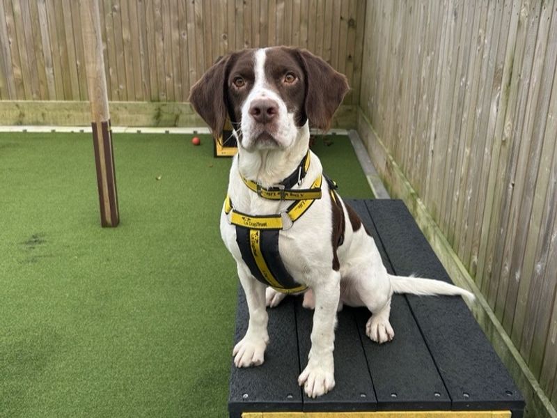 Beagle Dogs And Puppies For Adoption