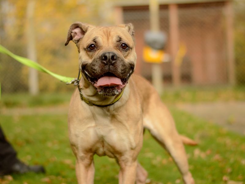 Mastiff for adoption in Kenilworth, Warks – 2 years old - Image 4 of 5
