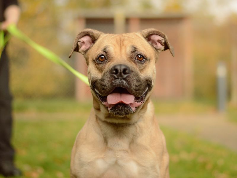 Mastiff for adoption in Kenilworth, Warks – 2 years old - Image 3 of 5