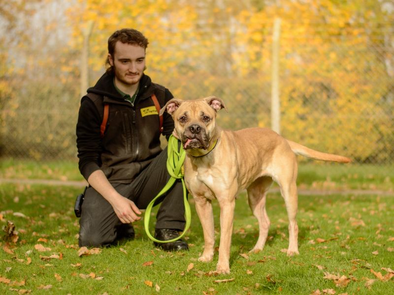 Mastiff for adoption in Kenilworth, Warks – 2 years old - Image 5 of 5