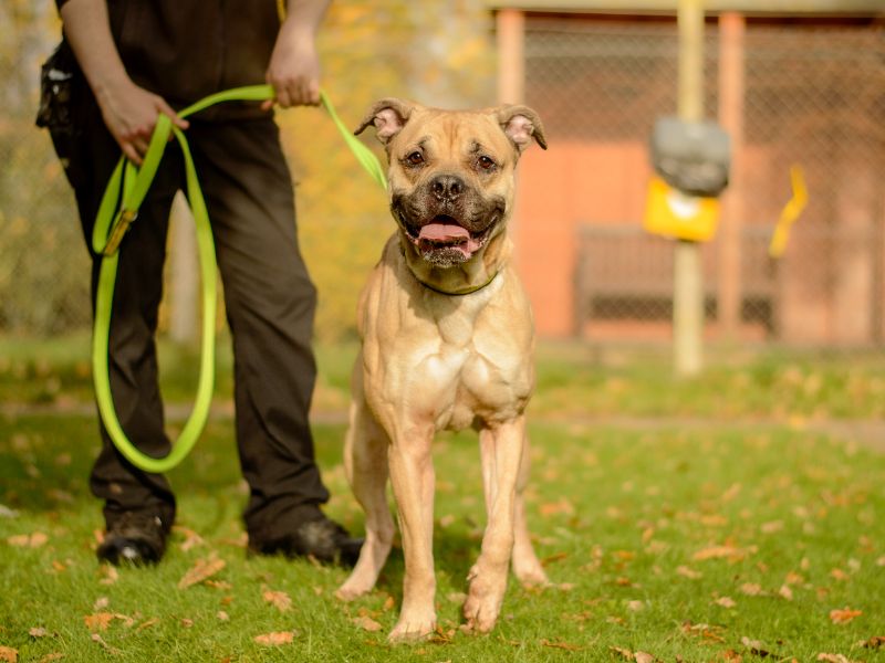 Mastiff Dogs And Puppies For Adoption