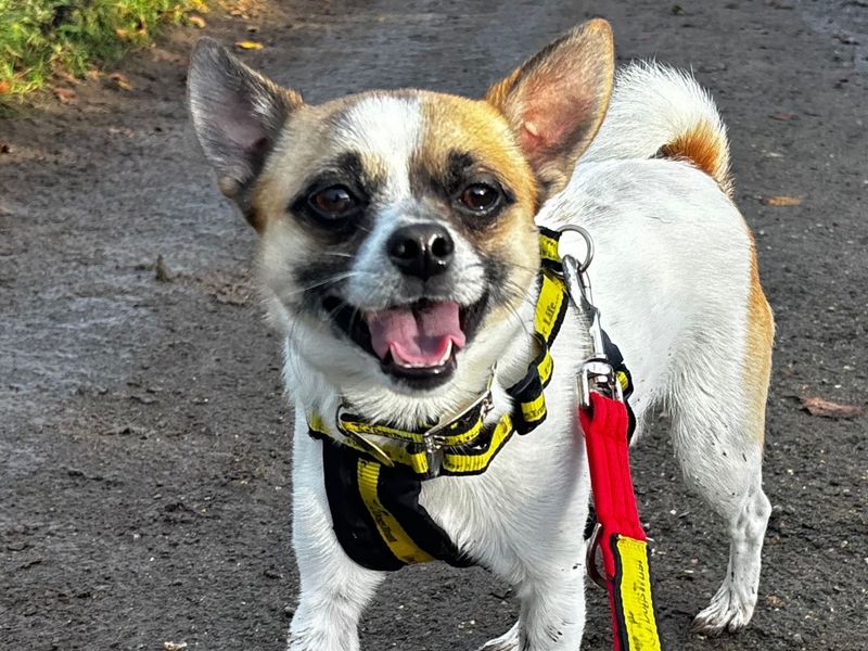 Chihuahua for adoption in Snetterton, Norfolk – 2 years old