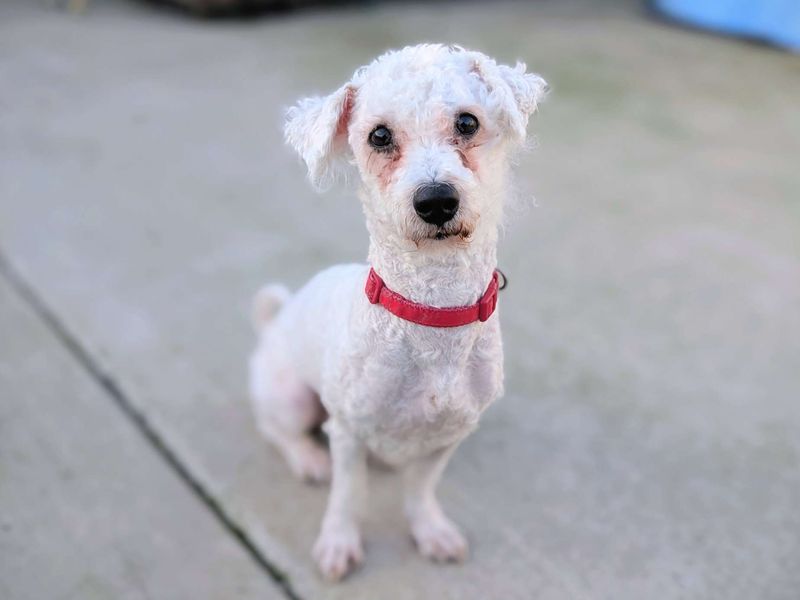 Smore, a 4 years old male Bichon Frise available for adoption from Dogs Trust in Splott, Wales