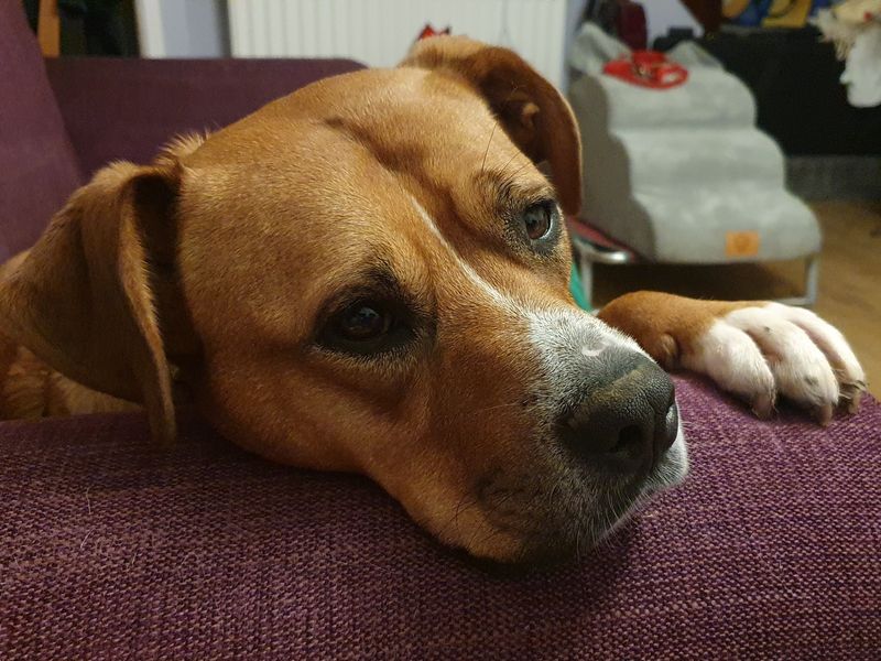 Staffordshire Bull Terrier for adoption in Ilfracombe, North Devon – 3 years old - Image 2 of 5