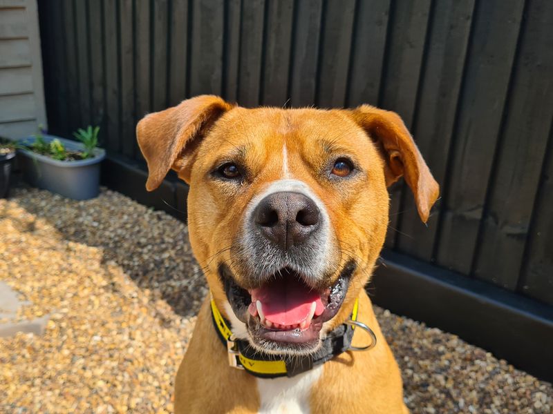 Staffordshire Bull Terrier for adoption in Ilfracombe, North Devon – 3 years old - Image 4 of 5