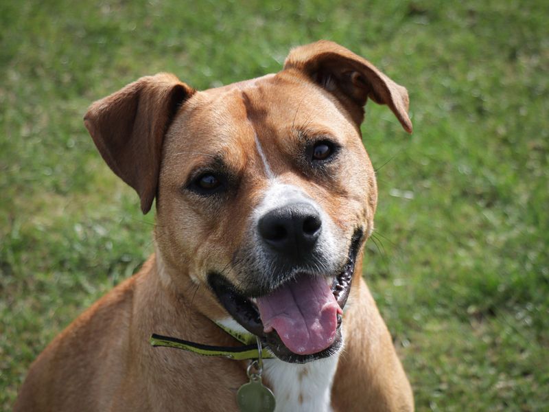 Staffordshire Bull Terrier for adoption in Ilfracombe, North Devon – 3 years old - Image 3 of 5