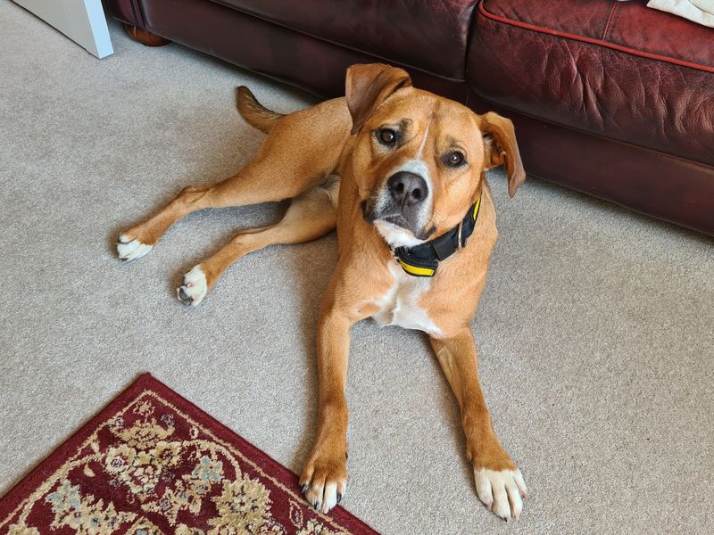 Staffordshire Bull Terrier for adoption in Ilfracombe, North Devon – 3 years old