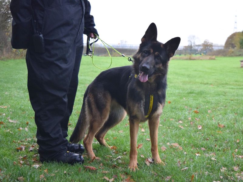 Roxy, a 4 years old female German Shepherd available for adoption from Dogs Trust in Harefield, Greater London